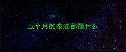 五个月的泰迪都懂什么
