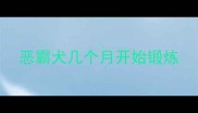 恶霸犬几个月开始锻炼