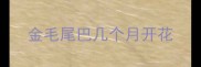 金毛尾巴几个月开花
