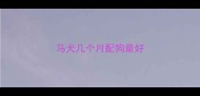 马犬几个月配狗最好
