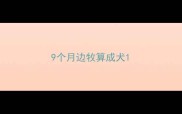 9个月边牧算成犬