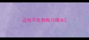 边牧不吃狗粮只喝水