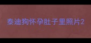 泰迪狗怀孕肚子里照片