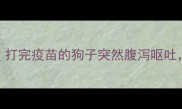 疫苗失效细小病毒如何抢救打完疫苗的狗子突然腹泻呕吐宠物医生亲述3步黄金救治法