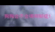 狗狗会不会得抑郁症
