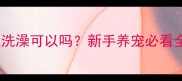 狗狗晚上洗澡可以吗新手养宠必看全攻略