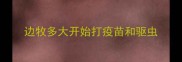 边牧多大开始打疫苗和驱虫