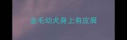金毛幼犬身上有皮屑