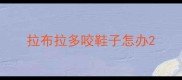 拉布拉多咬鞋子怎办