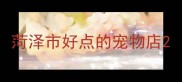 菏泽市好点的宠物店