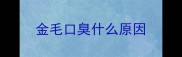 金毛口臭什么原因