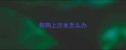 狗狗上沙发怎么办