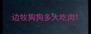 边牧狗狗多大吃肉