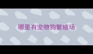 哪里有宠物狗繁殖场