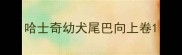 哈士奇幼犬尾巴向上卷