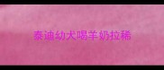 泰迪幼犬喝羊奶拉稀