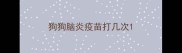狗狗脑炎疫苗打几次