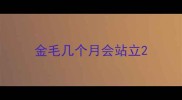 金毛几个月会站立