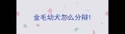金毛幼犬怎么分辩