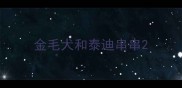 金毛犬和泰迪串串