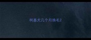 柯基犬几个月换毛
