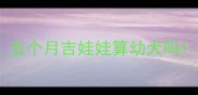 五个月吉娃娃算幼犬吗