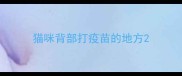 猫咪背部打疫苗的地方