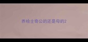 养哈士奇公的还是母的
