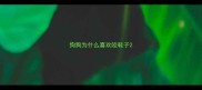 狗狗为什么喜欢咬鞋子