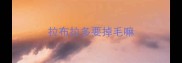 拉布拉多要掉毛嘛