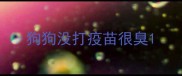 狗狗没打疫苗很臭