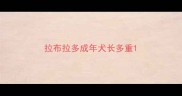 拉布拉多成年犬长多重