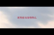 家狗能当宠物狗么
