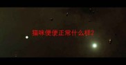 猫咪便便正常什么样