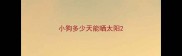 小狗多少天能晒太阳