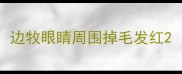 边牧眼睛周围掉毛发红