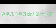 金毛几个月开始训练大小便