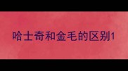 哈士奇和金毛的区别