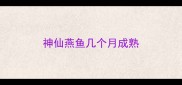 神仙燕鱼几个月成熟