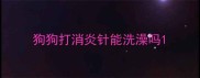 狗狗打消炎针能洗澡吗
