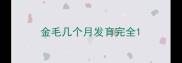 金毛几个月发育完全