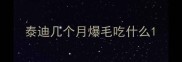 泰迪几个月爆毛吃什么
