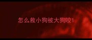 怎么救小狗被大狗咬