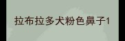 拉布拉多犬粉色鼻子