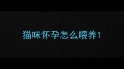 猫咪怀孕怎么喂养