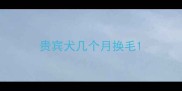 贵宾犬几个月换毛