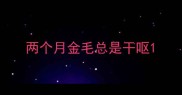两个月金毛总是干呕