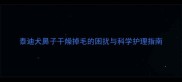 泰迪犬鼻子干燥掉毛的困扰与科学护理指南