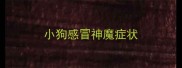 小狗感冒神魔症状