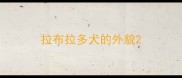 拉布拉多犬的外貌